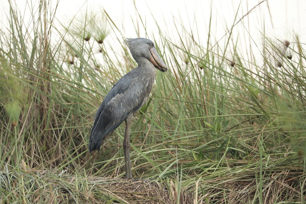 shoebill aipals